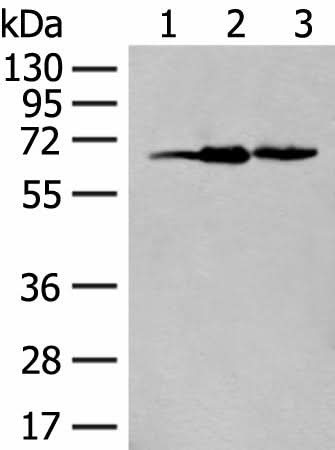 Western blot analysis of 293T cell lysates using EXOSC9 Polyclonal Antibody at dilution of 1:400