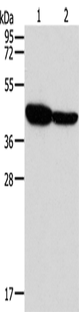 Anti-Human/Mouse/Rat GLRA1 Antibody - ABMIUM