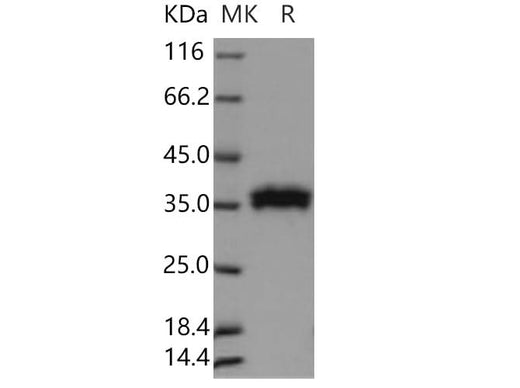 > 98 % as determined by reducing SDS-PAGE.