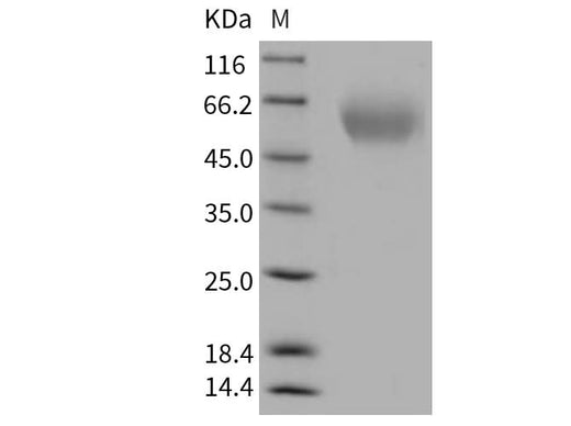 > 97 % as determined by reducing SDS-PAGE.