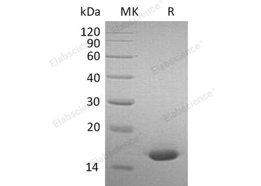 > 95 % as determined by reducing SDS-PAGE.