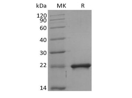 > 95 % as determined by reducing SDS-PAGE.