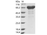 > 90 % as determined by reducing SDS-PAGE.