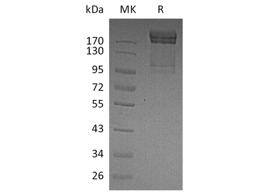> 95 % as determined by reducing SDS-PAGE.