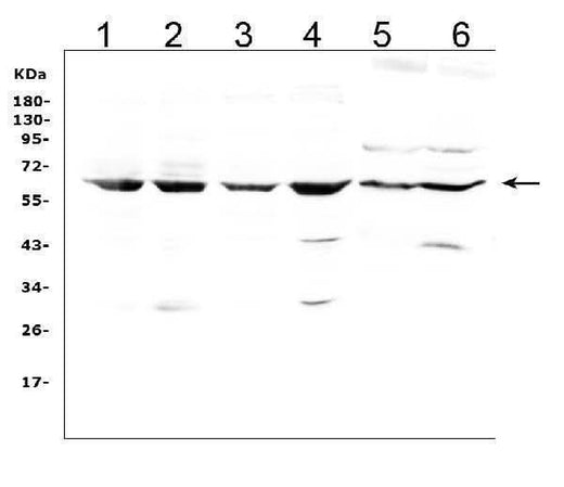 Anti-LBP Antibody Picoband® Boster Bio