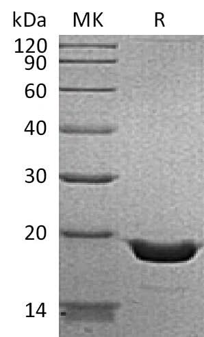 > 95 % as determined by reducing SDS-PAGE.