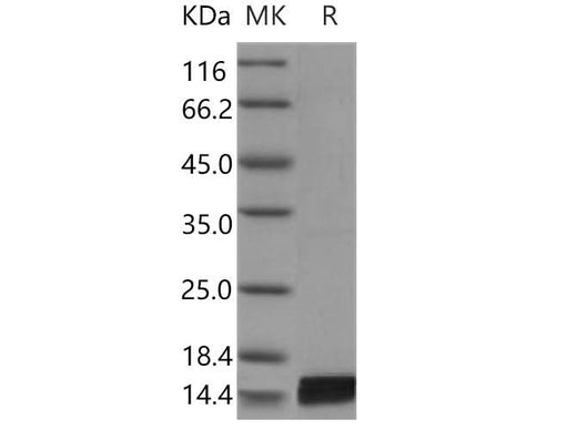 Recombinant Mouse Interleukin-17/IL-17 Protein - ABMIUM