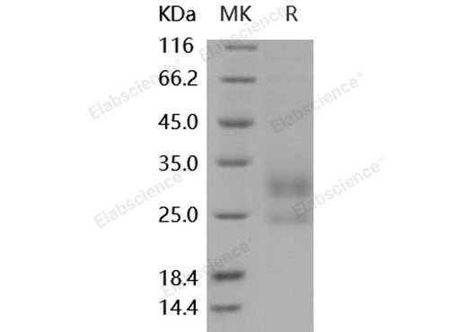 > 92 % as determined by reducing SDS-PAGE.