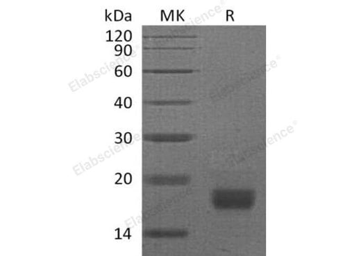 > 95 % as determined by reducing SDS-PAGE.