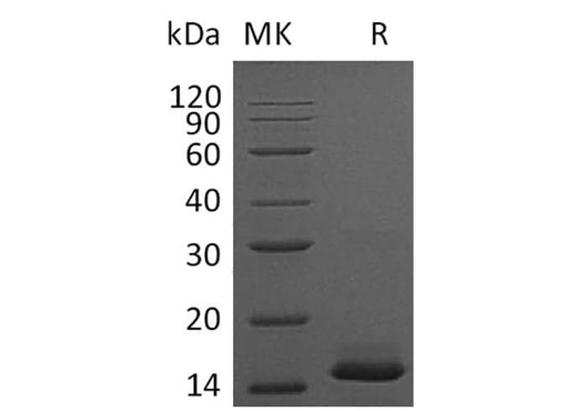 > 95 % as determined by reducing SDS-PAGE.