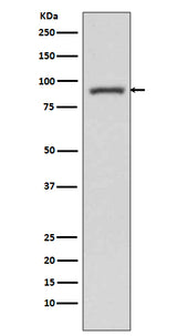 Anti-STAT3 Rabbit Monoclonal Antibody Boster Bio