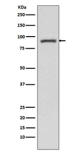 Anti-STAT3 Rabbit Monoclonal Antibody Boster Bio