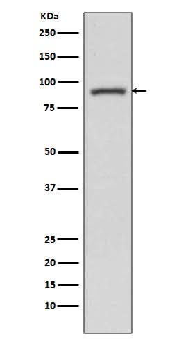 Anti-STAT3 Rabbit Monoclonal Antibody Boster Bio