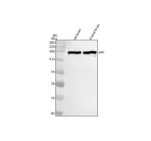 Anti-APC Monoclonal Antibody Boster Bio
