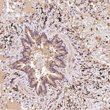 Anti-FOXP3 Rabbit Monoclonal Antibody Boster Bio