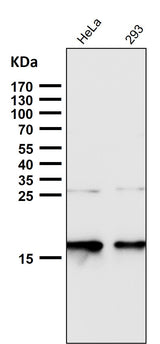 Anti-p16 INK Monoclonal Antibody Boster Bio