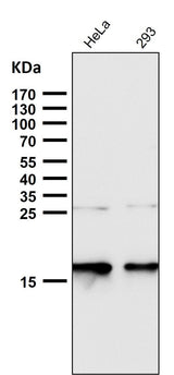 Anti-p16 INK Monoclonal Antibody Boster Bio