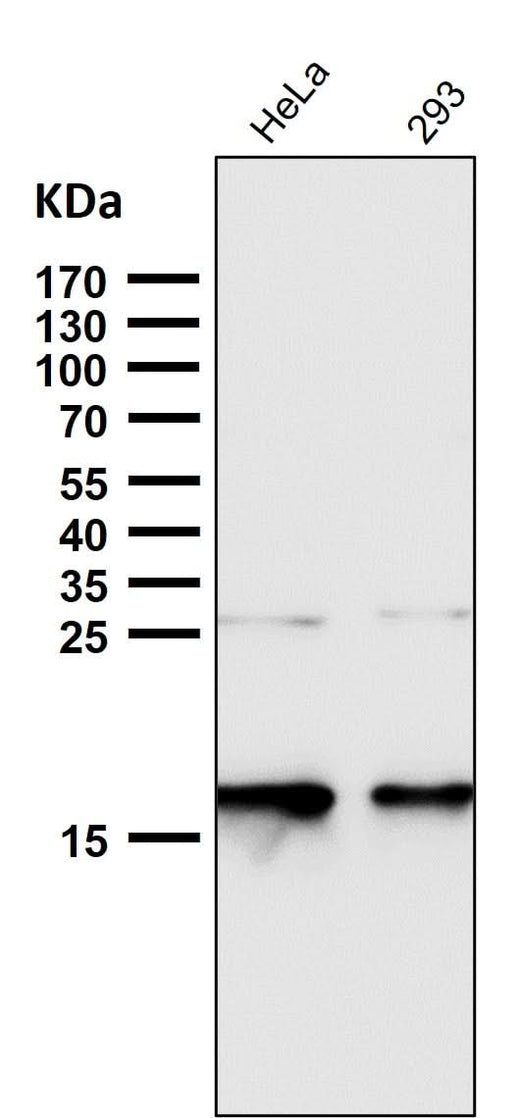 Anti-p16 INK Monoclonal Antibody Boster Bio