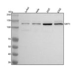 Anti-SIRT1 Monoclonal Antibody Boster Bio