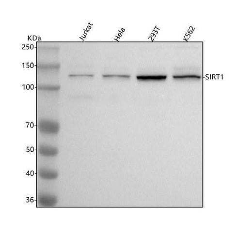Anti-SIRT1 Monoclonal Antibody Boster Bio