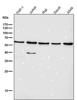Anti-Akt(pan) 1/2/3 Rabbit Monoclonal Antibody Boster Bio