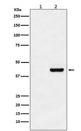 Anti-Myc-Tag Mouse Monoclonal Antibody Boster Bio