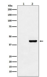 Anti-Myc-Tag Mouse Monoclonal Antibody Boster Bio