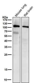 Anti-PI 3 kinase p110 alpha Monoclonal Antibody Boster Bio