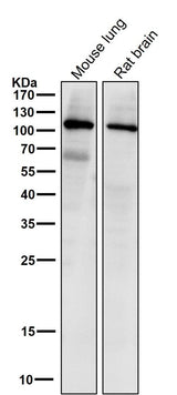 Anti-PI 3 kinase p110 alpha Monoclonal Antibody Boster Bio