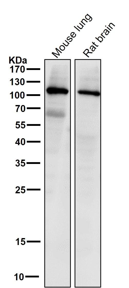 Anti-PI 3 kinase p110 alpha Monoclonal Antibody Boster Bio