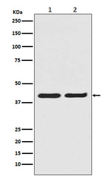 Anti-ERK2 Monoclonal Antibody Boster Bio