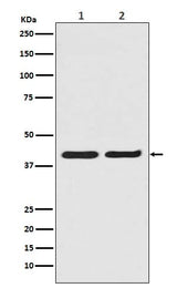 Anti-ERK2 Monoclonal Antibody Boster Bio