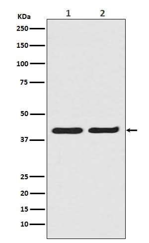 Anti-ERK2 Monoclonal Antibody Boster Bio