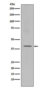 Anti-CXCR4 Monoclonal Antibody Boster Bio