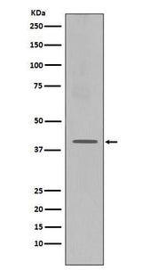 Anti-CXCR4 Monoclonal Antibody Boster Bio