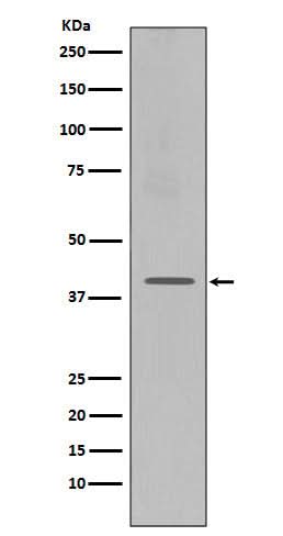 Anti-CXCR4 Monoclonal Antibody Boster Bio