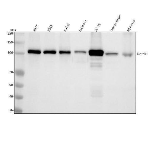 Anti-Notch1 Monoclonal Antibody Boster Bio