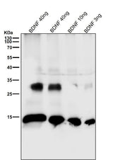 Anti-BDNF Rabbit Monoclonal Antibody Boster Bio