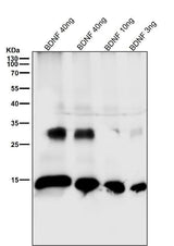 Anti-BDNF Rabbit Monoclonal Antibody Boster Bio