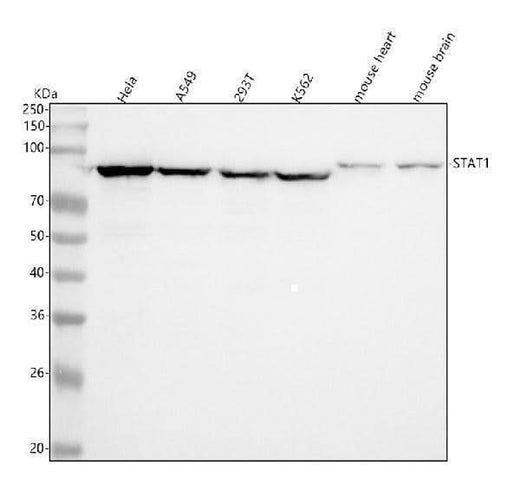 Anti-STAT1 Rabbit Monoclonal Antibody Boster Bio
