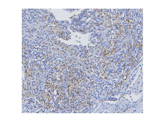 Anti-STAT1 Antibody Picoband® (monoclonal, 12C7 Boster Bio
