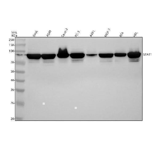 Anti-STAT1 alpha Rabbit Monoclonal Antibody Boster Bio