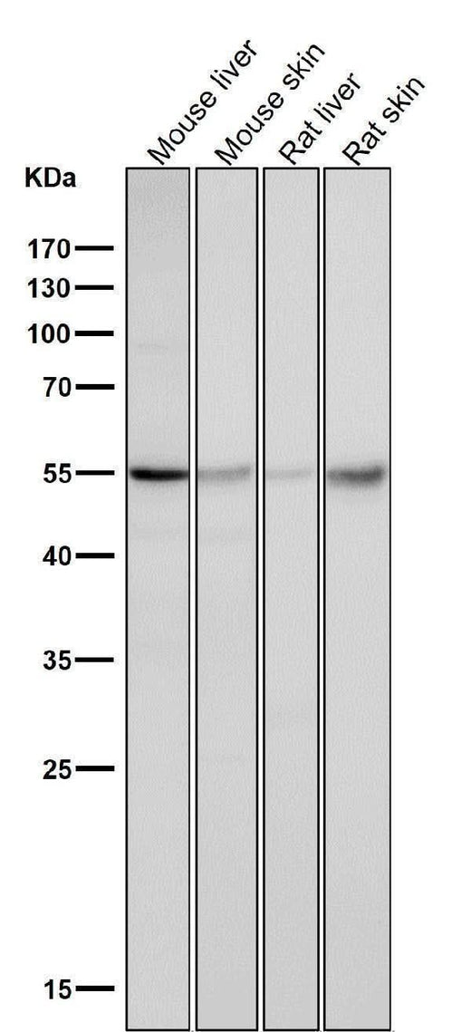 Anti-Caspase-8 CASP8 Rabbit Monoclonal Antibody Boster Bio