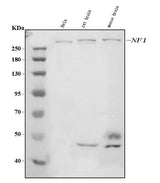 Anti-Neurofibromin/NF1 Antibody Picoband® (monoclonal, 4C6F10 Boster Bio