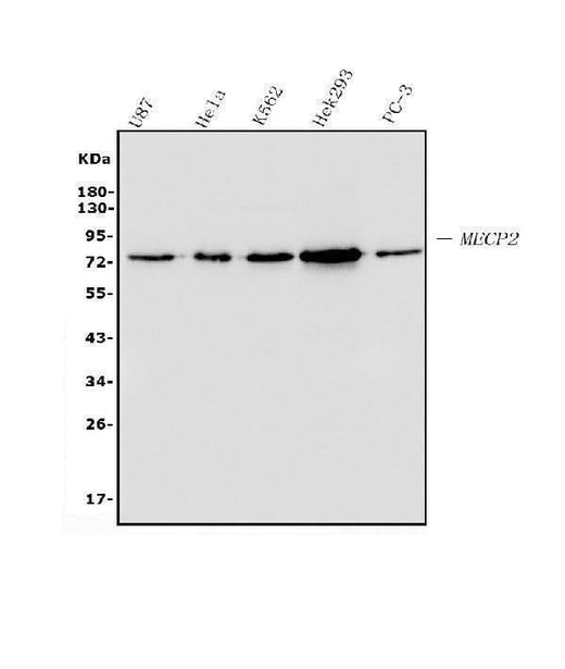 Anti-MECP2 Antibody Picoband® (monoclonal, 2G3 Boster Bio