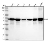 Anti-Caspase-1 + p10 + p12 Rabbit Monoclonal Antibody Boster Bio