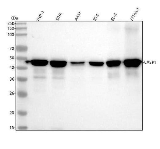 Anti-Caspase-1 + p10 + p12 Rabbit Monoclonal Antibody Boster Bio