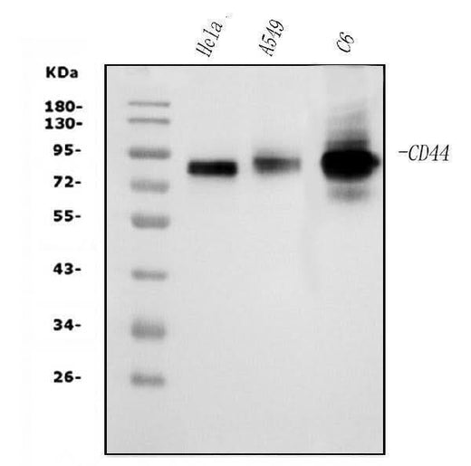 Anti-CD44 Picoband® Antibody (monoclonal, 7H7 Boster Bio