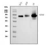 Anti-CD44 Picoband® Antibody (monoclonal, 7H7 Boster Bio