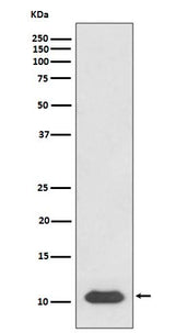 Anti-SDF1 CXCL12 Rabbit Monoclonal Antibody Boster Bio